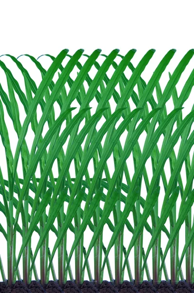 Πράσινο γρασίδι εργοστάσιο μοτίβο φόντου — Φωτογραφία Αρχείου