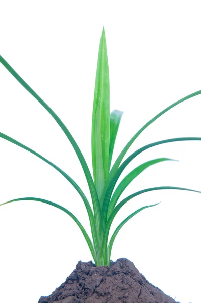 Pandan leaf — Stock Photo, Image