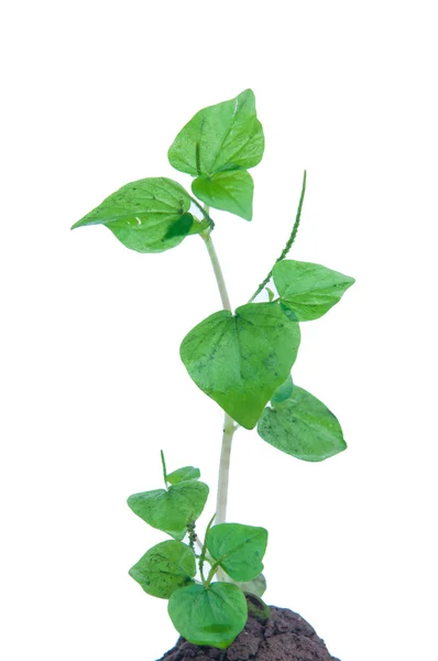 Peperomia zitten geïsoleerd op witte achtergrond — Stockfoto