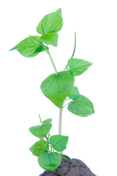 Peperomia pelúcida isolado sobre fundo branco — Fotografia de Stock