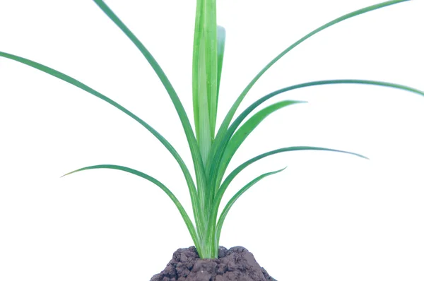 Панданское растение на белом фоне — стоковое фото
