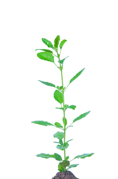 Święty Bazyli roślin lub ocimum sanctum — Zdjęcie stockowe