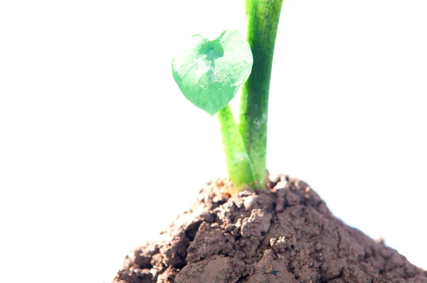 Elephant Ear taro Plants and sun light on white — Stock Photo, Image