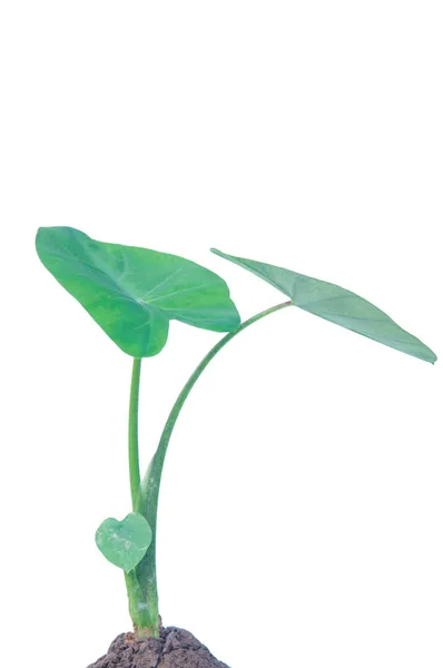 Olifant oor taro planten geïsoleerd op wit — Stockfoto