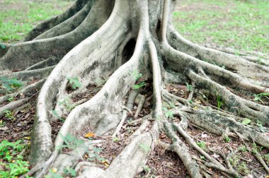 Roots tree in park
