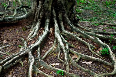 Roots tree in park