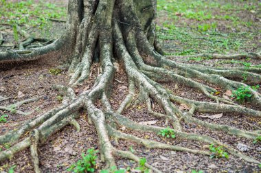 Roots tree in park