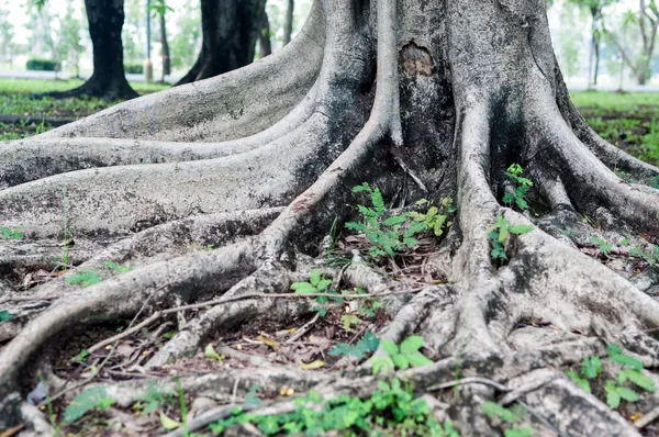 Árbol de raíces en el parque —  Fotos de Stock