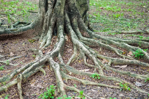 Roots tree in park — Stok fotoğraf