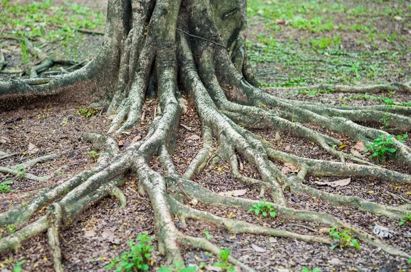 Roots tree in park