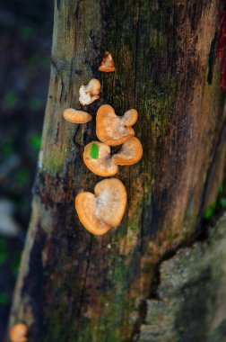 ağaç üzerinde büyüyen mantar