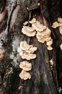 ağaç üzerinde büyüyen mantar