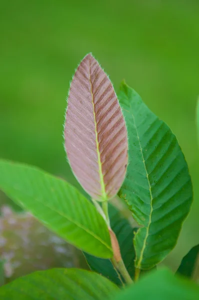 Kahverengi yaprak yeşil — Stok fotoğraf