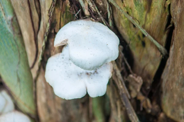 Mushroom growing on tree — Stock Photo, Image