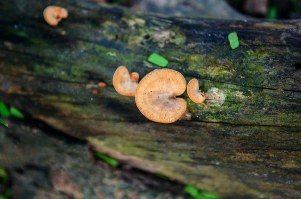 Mushroom growing on tree — Stock Photo, Image