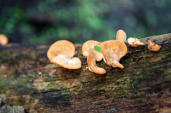 Champignon poussant sur l'arbre — Photo