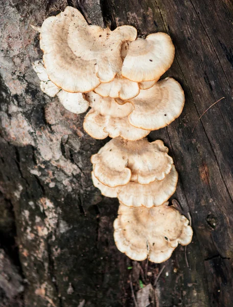 Seta creciendo en el árbol —  Fotos de Stock