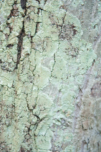 Lichen on bark tree — Stock Photo, Image