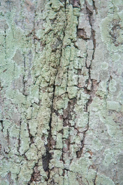 Lichen on bark tree — Stock Photo, Image