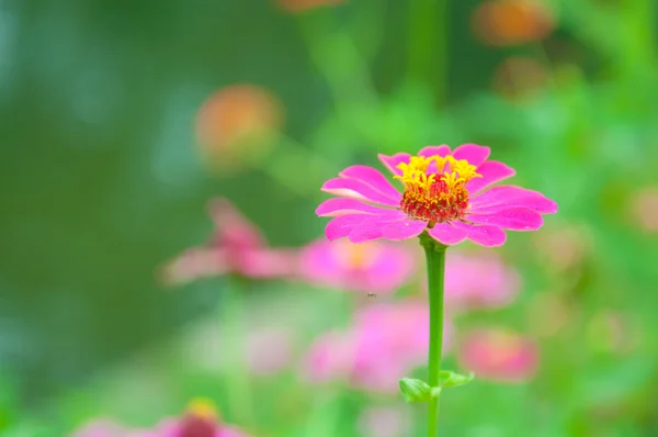 Fechado flor no fundo verde — Fotografia de Stock