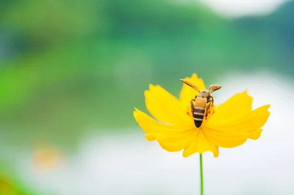 Пчела на пыльце желтого цветка — стоковое фото