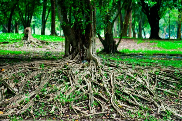 Árvore de raízes mostram conceito de fundo natureza — Fotografia de Stock