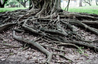 kökleri ağaç doğa arka plan kavramı göstermek