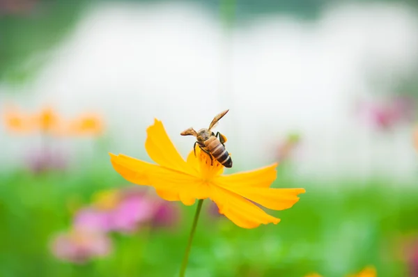 黄色の花の花粉蜂 — ストック写真