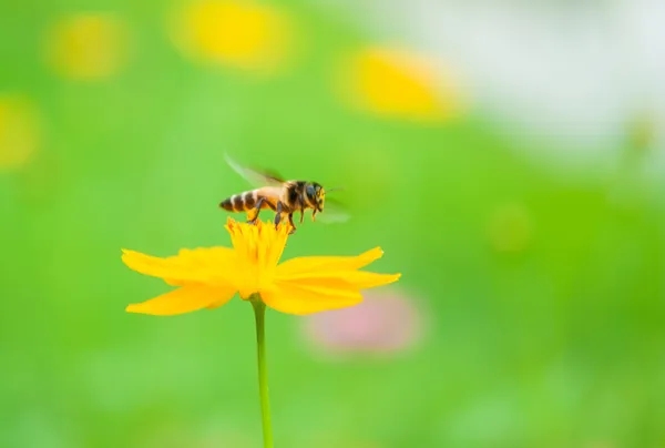 黄色の花の背景の上を飛んでハチ — ストック写真