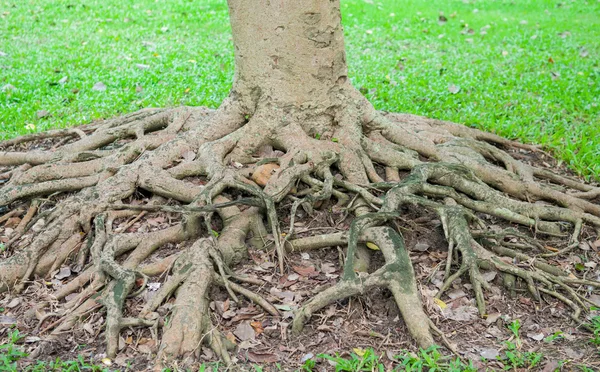 Radici albero mostra concetto di sfondo natura — Foto Stock