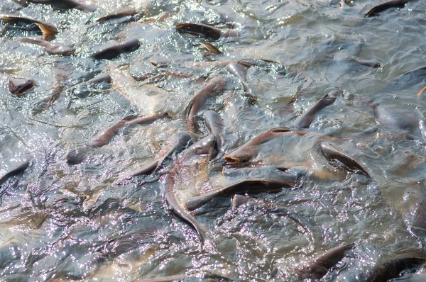 Squalo iridescente Pesce o pesce sega nel fiume Thailandia — Foto Stock