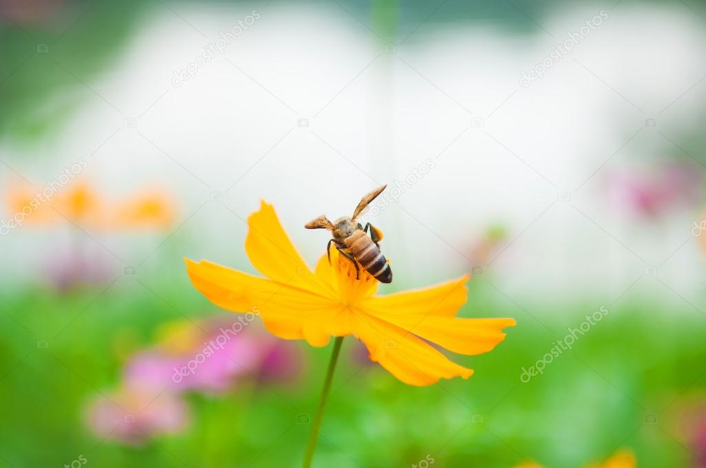 Bee on pollen of yellow flower