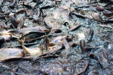 Iridescent shark Fish or Sawai fish in river of Thailand clipart