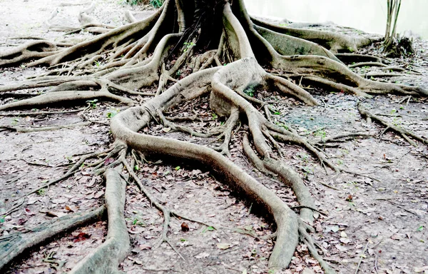 Korzenie drzewa Pokaż koncepcja natura tło — Zdjęcie stockowe