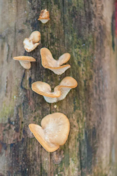루트 트리 보기 자연 배경에서 성장 하는 버섯 — 스톡 사진