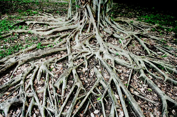 Wurzeln Baum zeigen Natur Hintergrundkonzept Stockbild