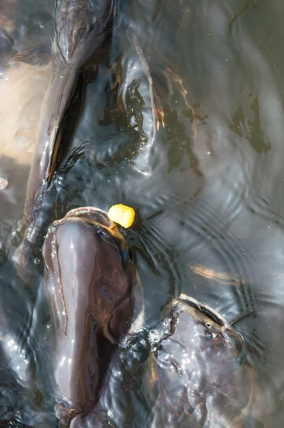 Alimentación Tiburón iridiscente Peces en el río de Tailandia — Foto de Stock