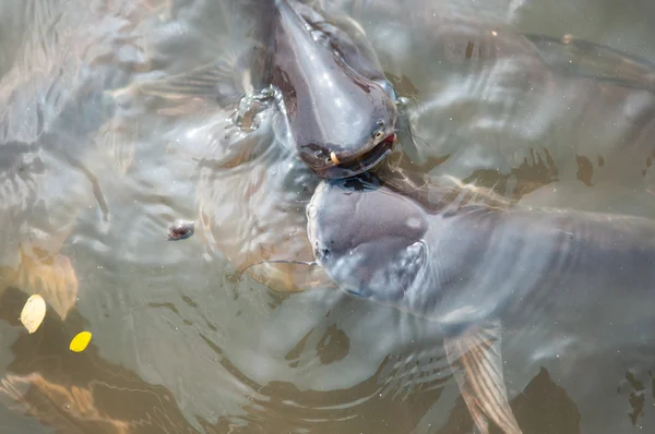 Tiburón iridiscente Peces o Sawai en el río de Tailandia —  Fotos de Stock