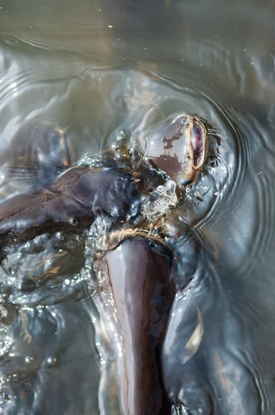 Alimentación Tiburón iridiscente Peces en el río de Tailandia — Foto de Stock