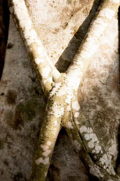 Closed up vine on plant — Stock Photo, Image