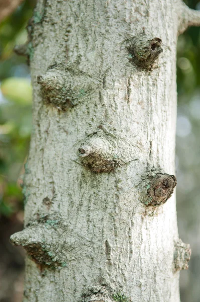 Closed up torn on bark tree — Stock Photo, Image