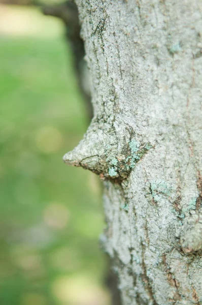 Stängt upp slits på bark träd — Stockfoto