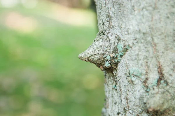 Έκλεισε σχισμένου σε φλοιό δέντρου — Φωτογραφία Αρχείου