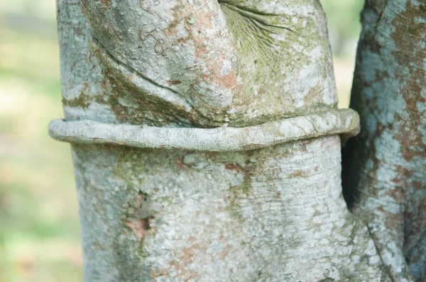 Gesloten van wijnstokken rond plant boom — Stockfoto