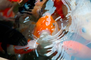 Koi veya sazan Çince balık suda