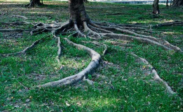 Raízes árvore mostrar natureza fundo — Fotografia de Stock