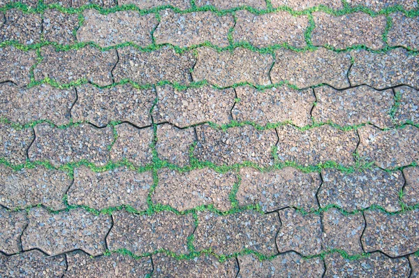Geschlossenes Gras auf Lücke des Ziegelbodens — Stockfoto