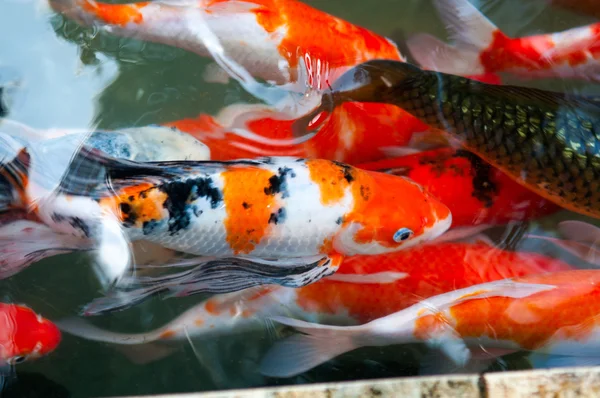Peixe chinês Koi ou carpa em água — Fotografia de Stock