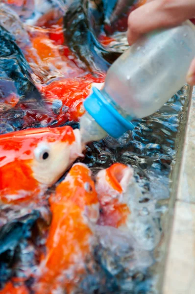 Alimentazione del pesce Koi con bottiglia di latte in azienda — Foto Stock