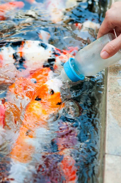 Alimentando peixes Koi com garrafa de leite na fazenda — Fotografia de Stock